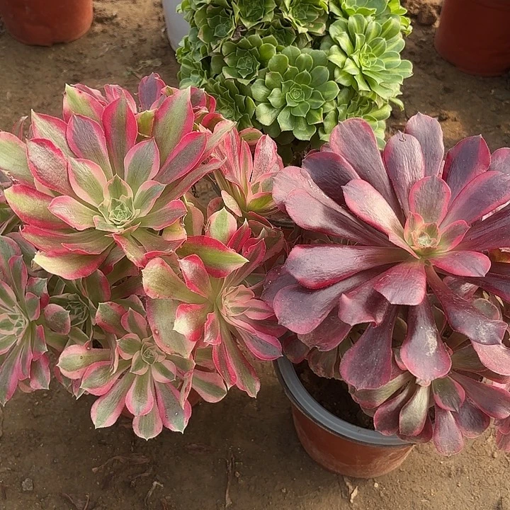 多肉植物法师3颗12