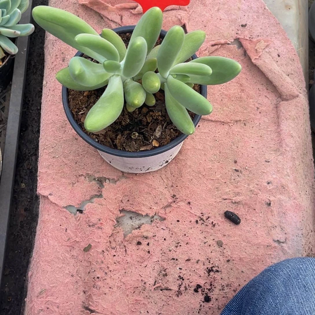 1373下午多肉植物群生