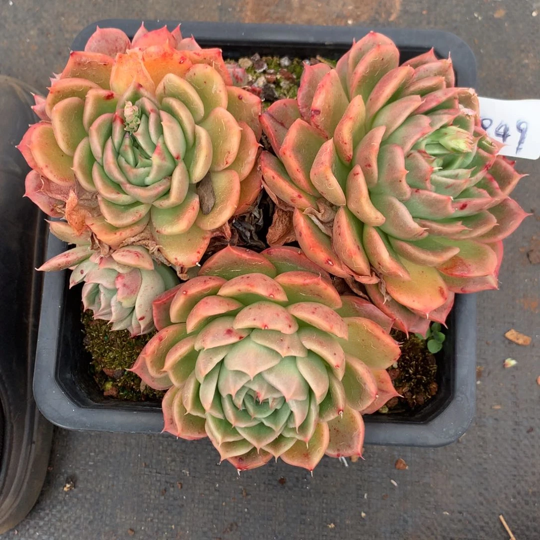 1849杂交多肉老桩