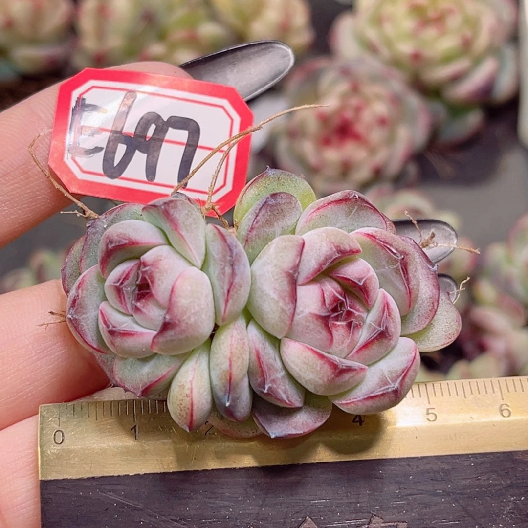 E697一物一拍 墨梅 漏