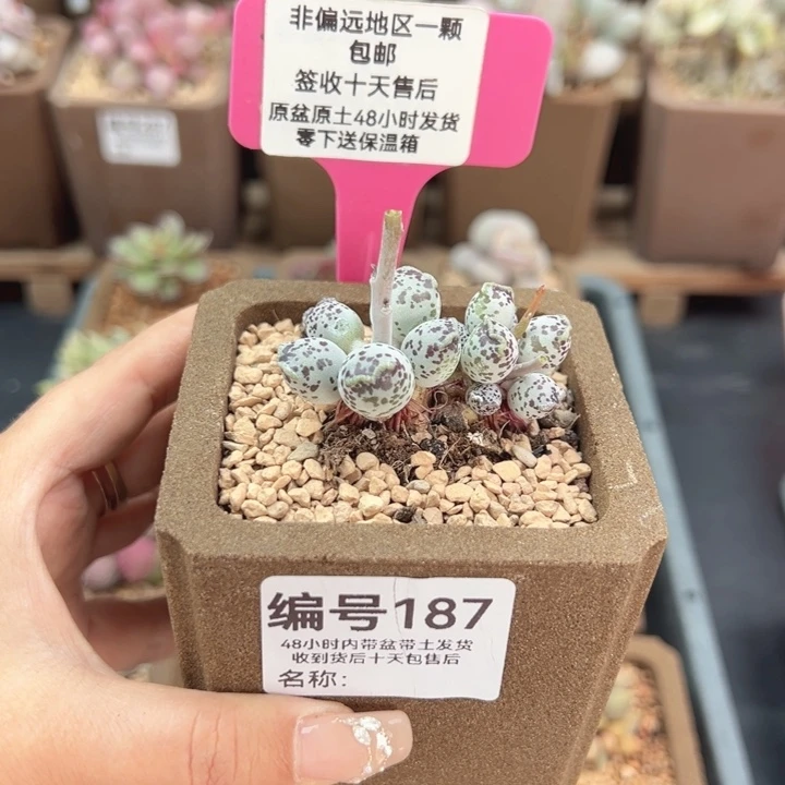 187达摩海豹多肉植物