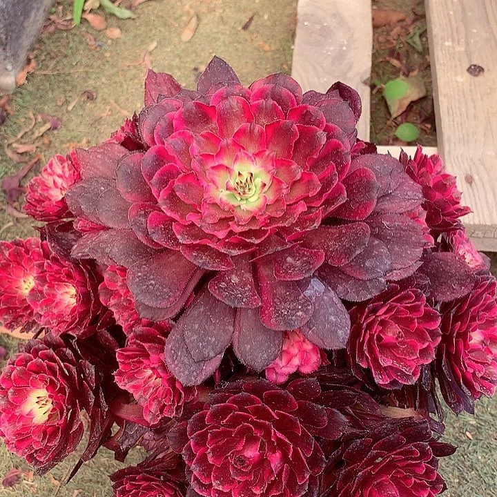 霁月捧花，多肉植物