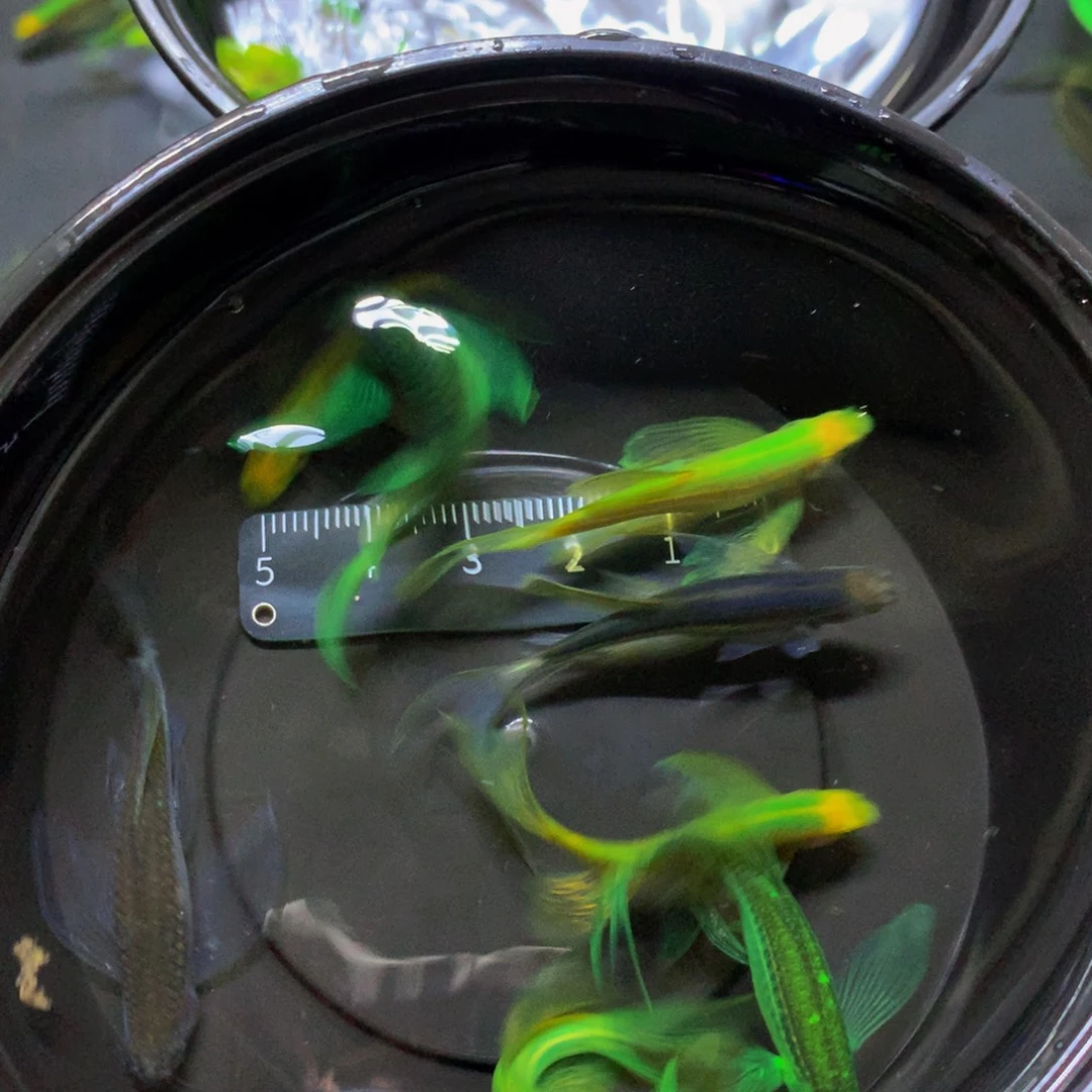 斑马鱼大号微瑕疵蝶翼斑马8只（4-5厘米）