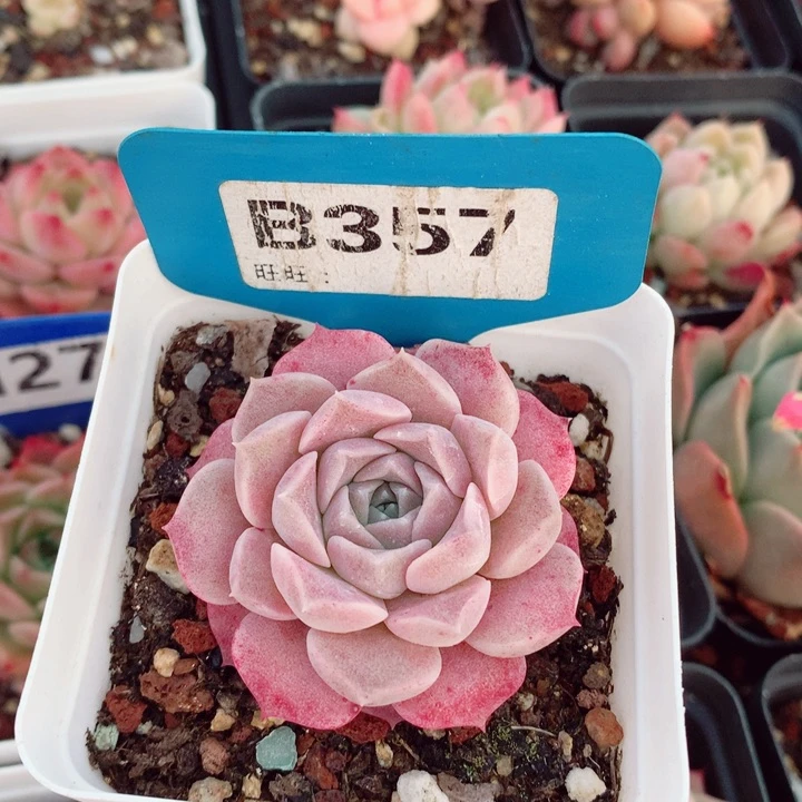 福利多肉植物5cm