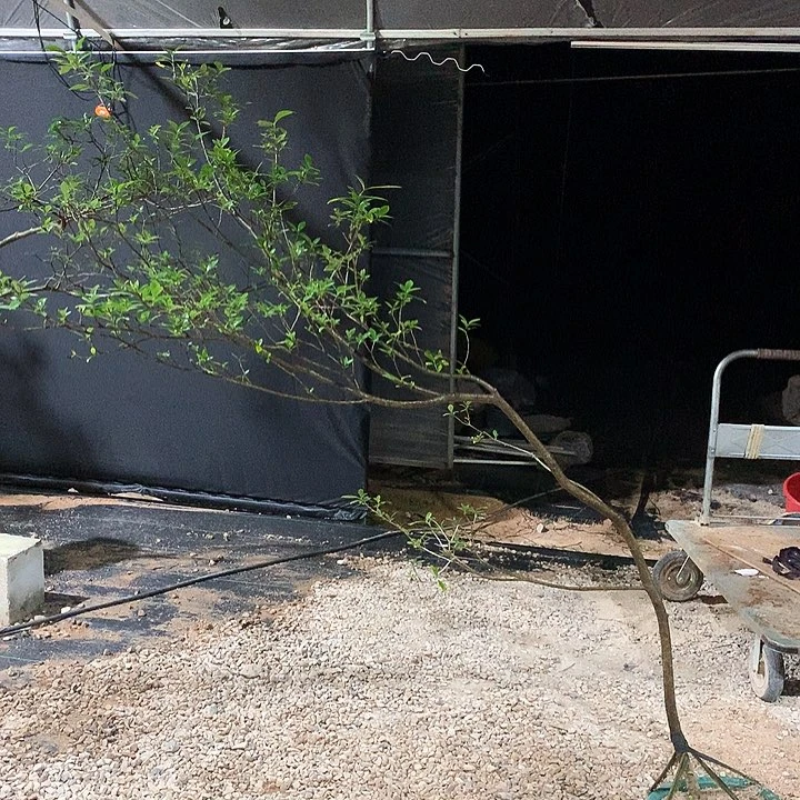 当前无花栽培后可以开花鼎1