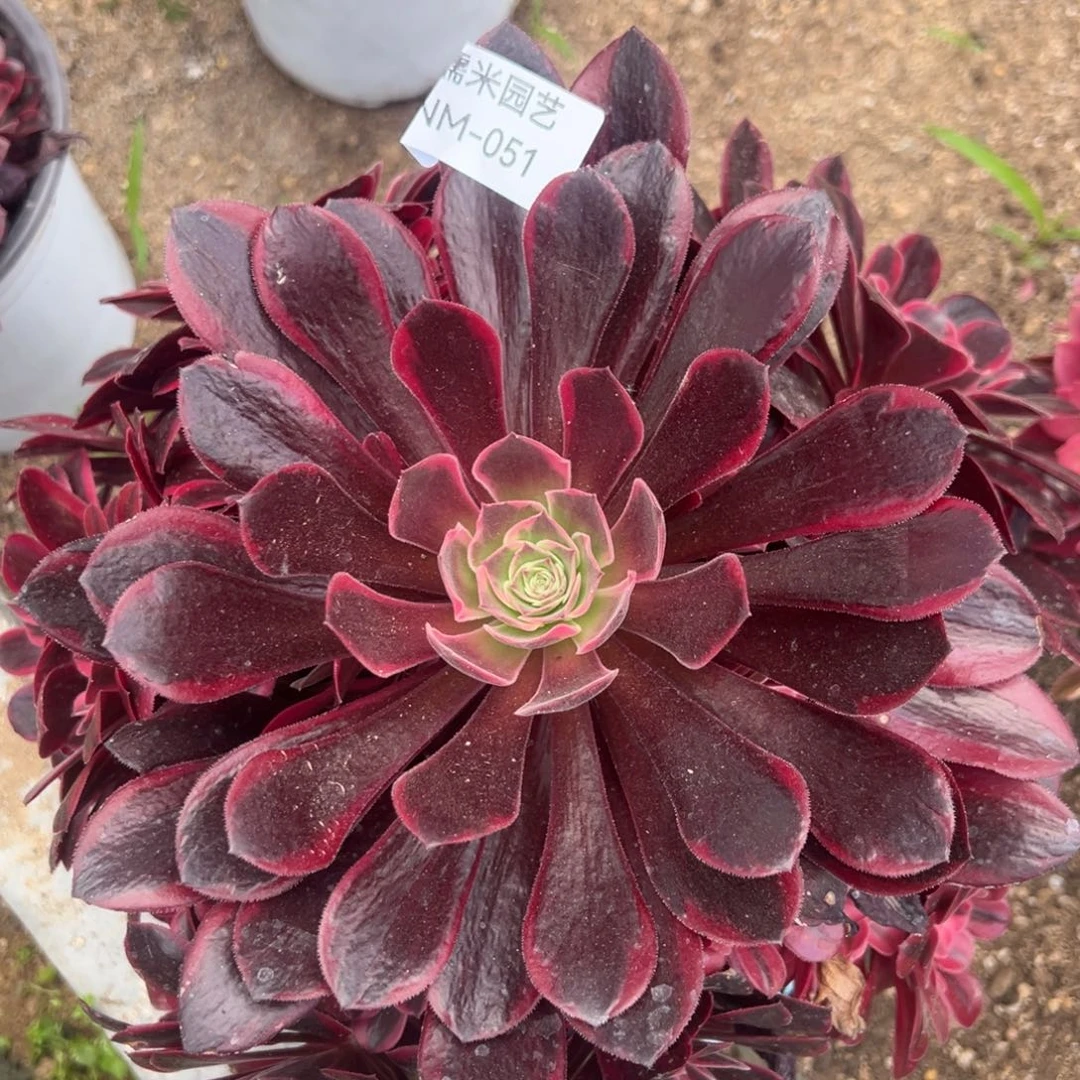 蛇毒美杜莎多肉植物051