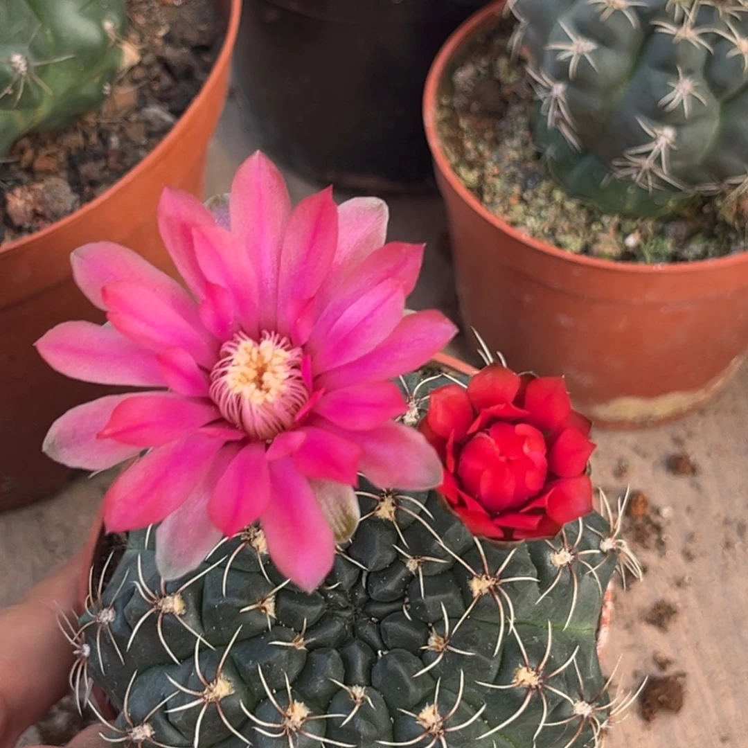 欣***涵实生绯花玉仙人球1