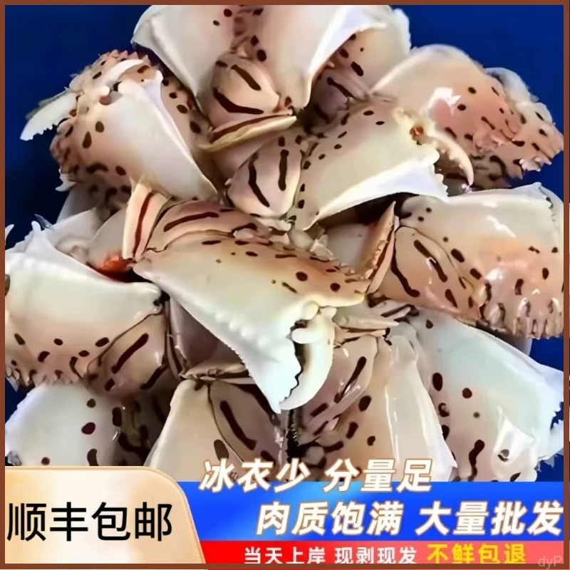 【3斤】特大元宝蟹钳正宗东山岛面包蟹腿超大蟹钳大蟹脚钳鲜活品质