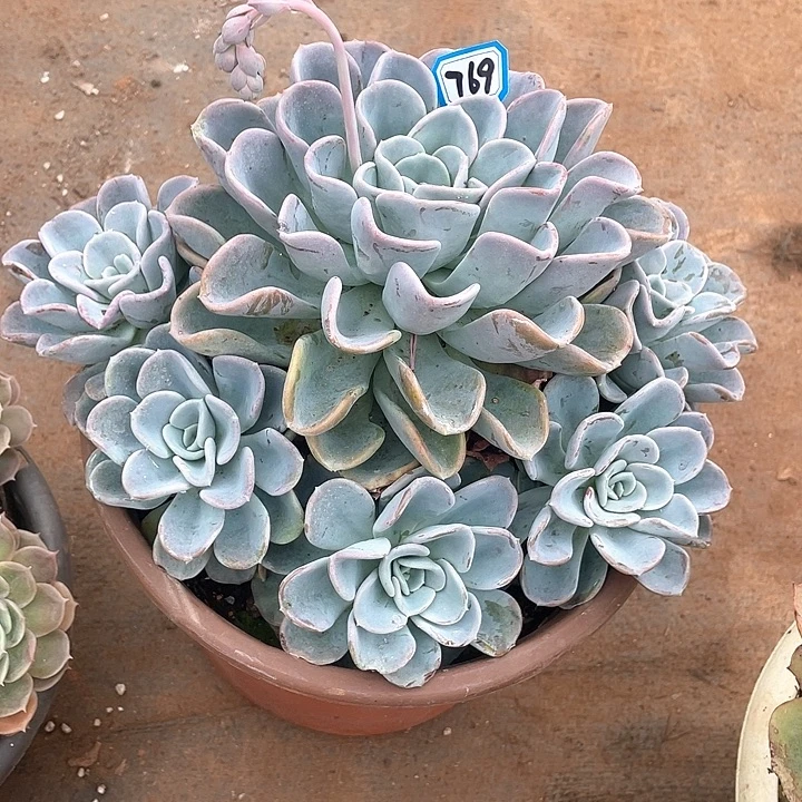 769美尻一物一拍多肉