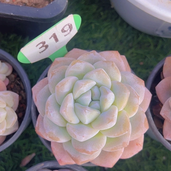 健健康康平平安安