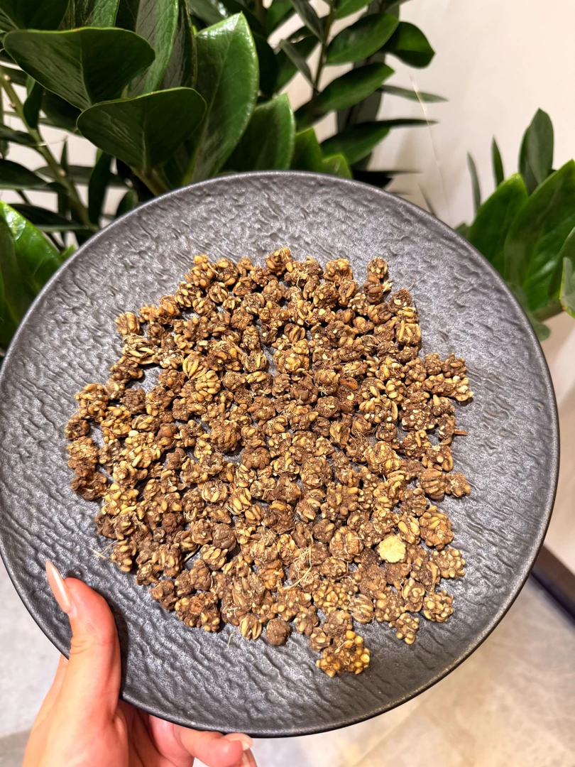 娇娇精选大福利猫爪草