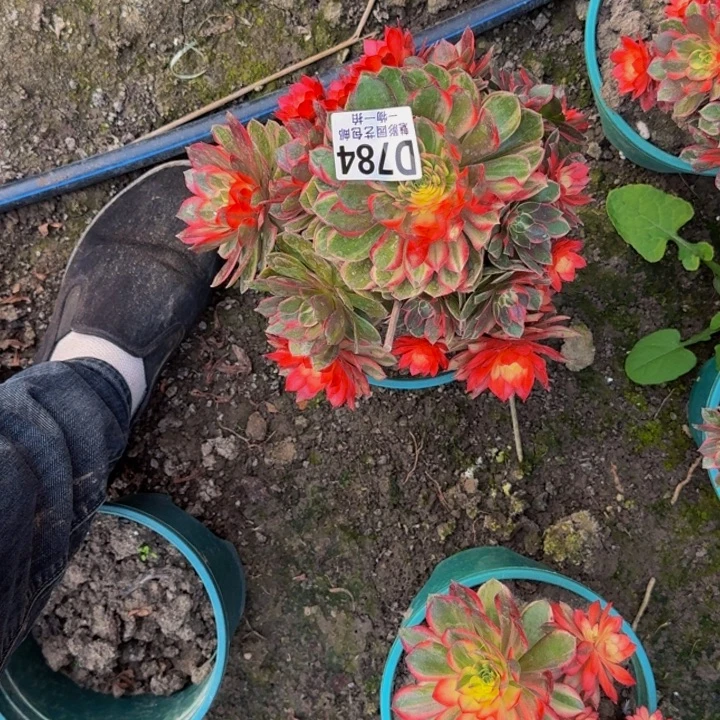 黑魔锦花25-22包邮花花