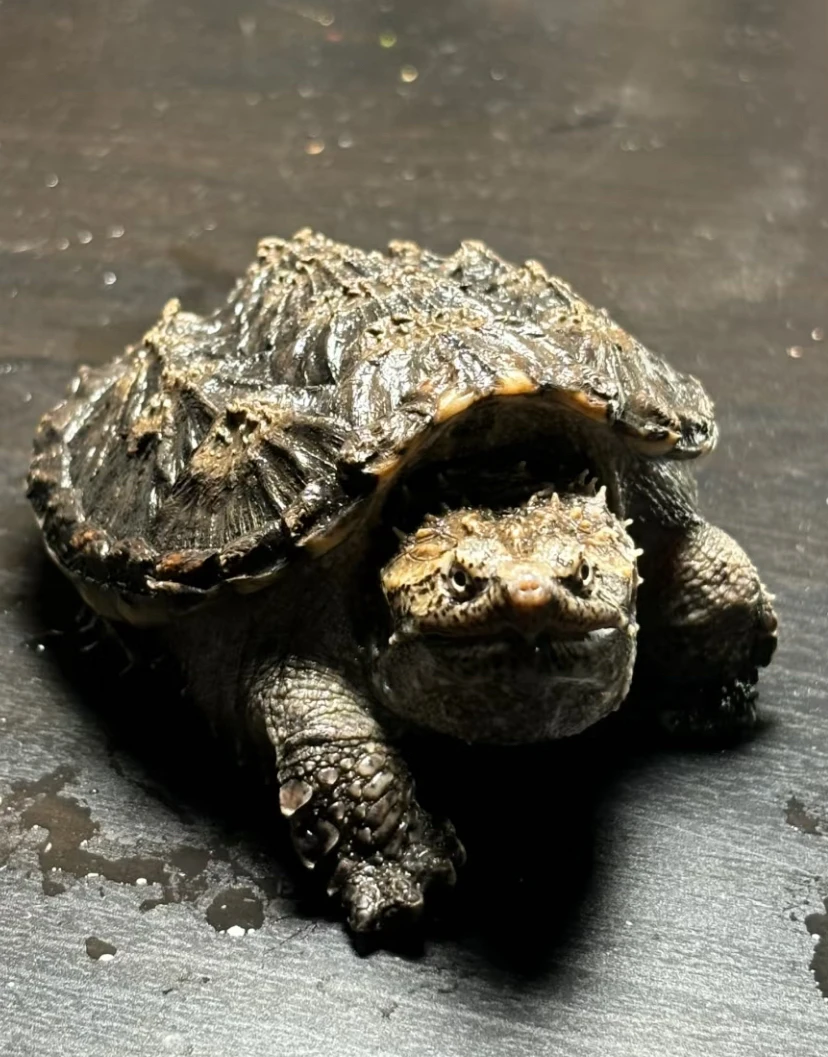 【直播挑选】爆刺佛鳄苗