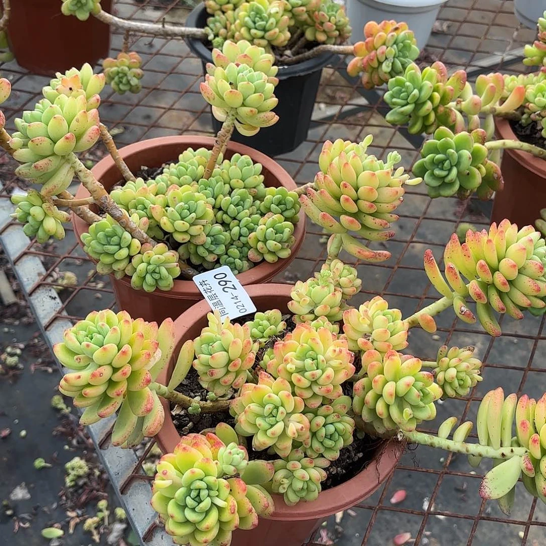 圆**圆同温层多肉香格里拉290两颗