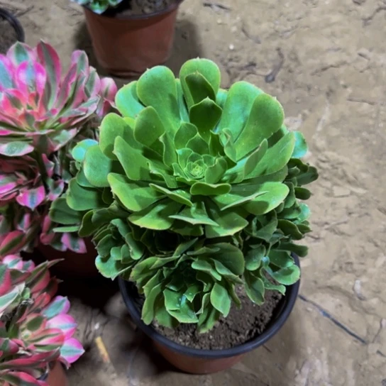 绿玫瑰9.9多肉植物