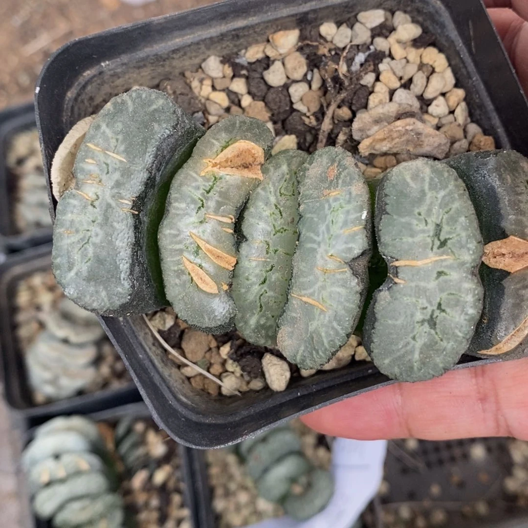 2608 一颗大窗玉扇 很周正 超级福利