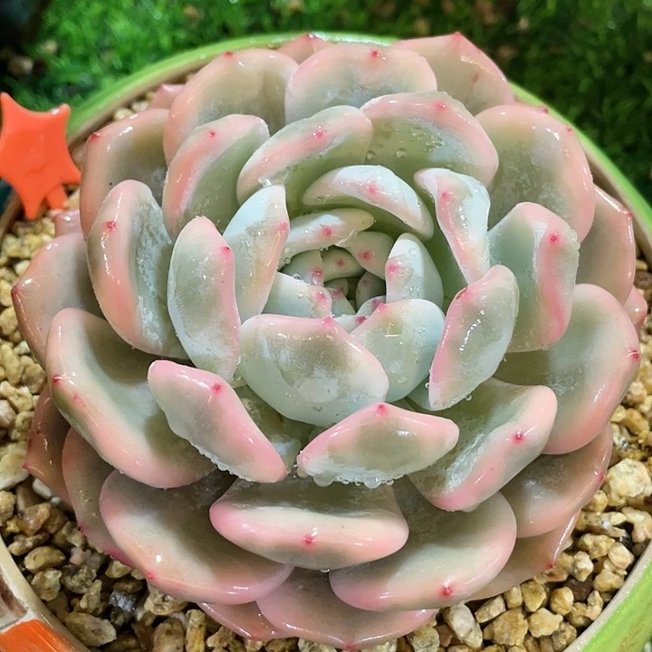梦露锦福利梦露锦