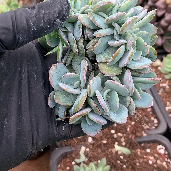 陈***莉璐璐多肉一物一拍
