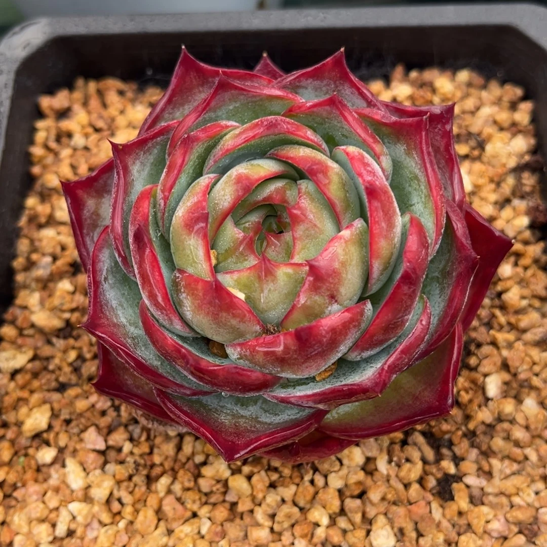 惊鸿仙子多肉植物