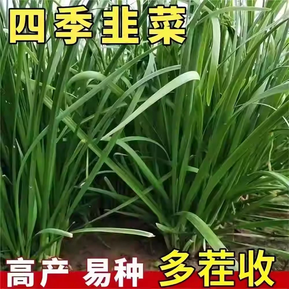 四季种子韭菜籽本地韭菜耐热耐寒家庭阳台小院四季播