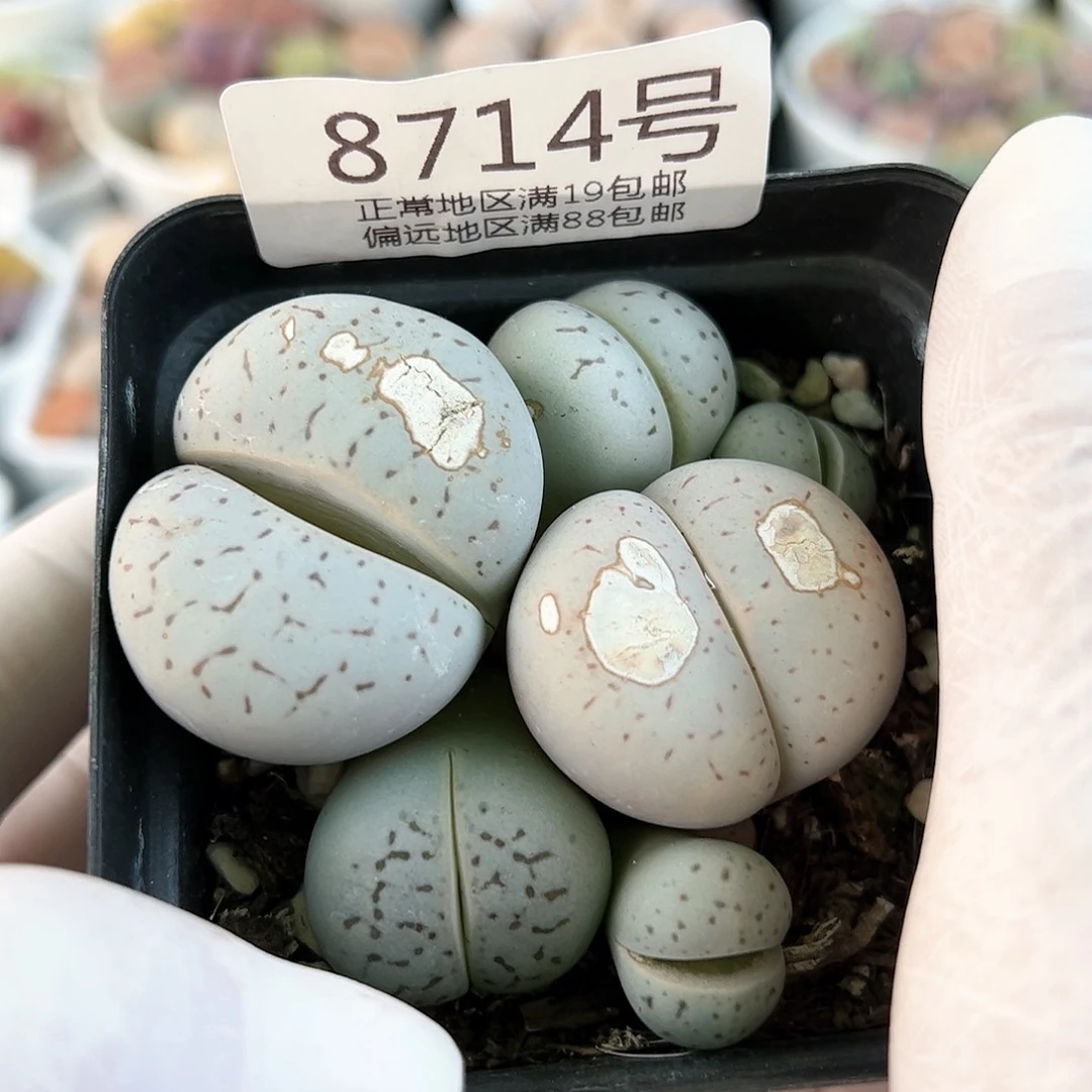 好养易活生石花大母本8714