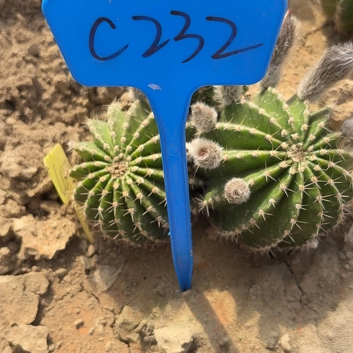 ?**我C232,cc142彩草