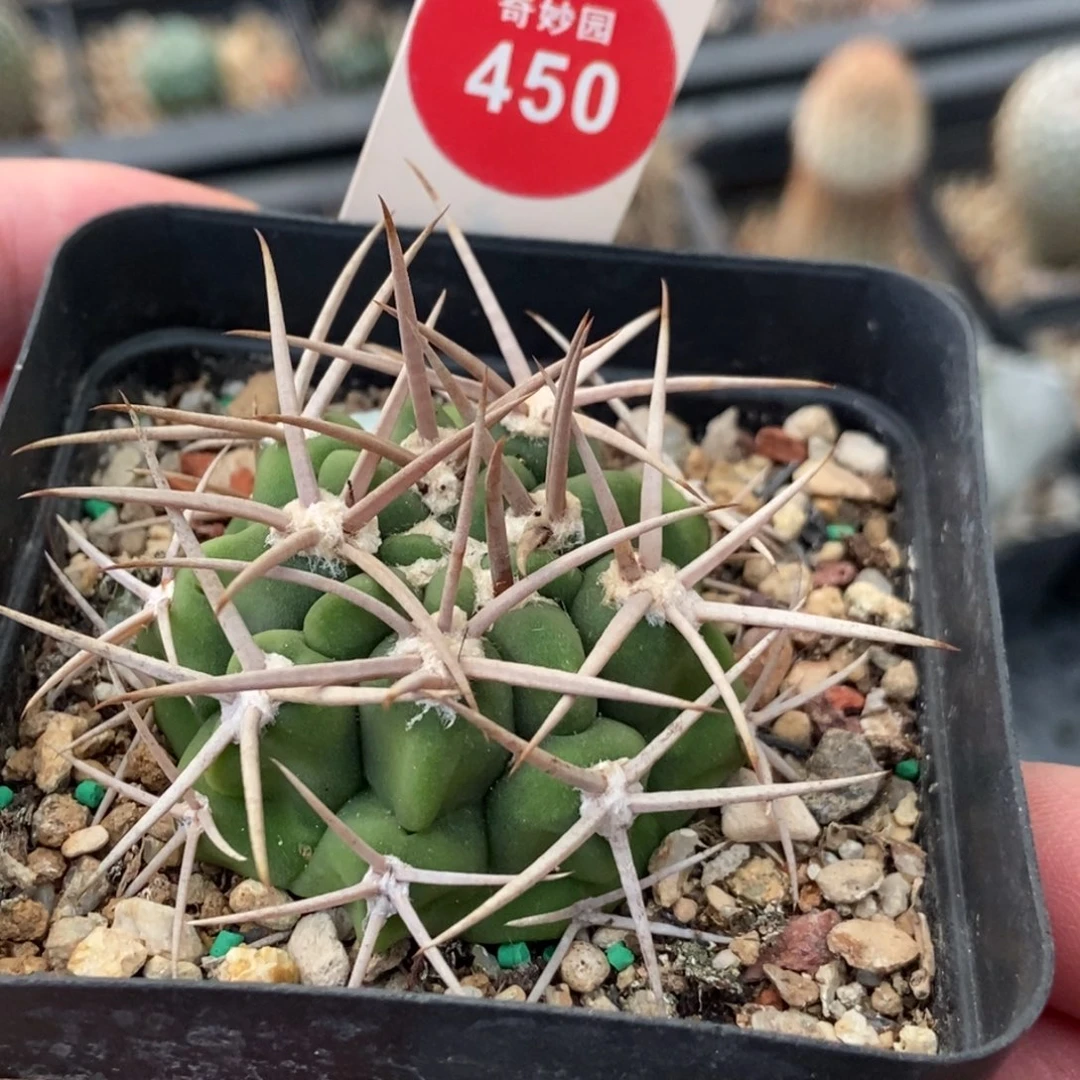 实生狂刺碧岩玉4.2cm