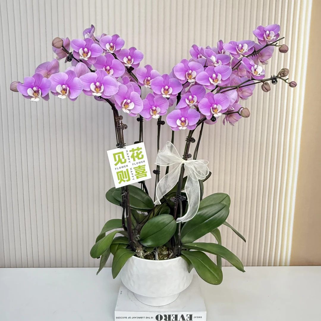 【安娜】蝴蝶兰  粉红色中大花型  室内花精品 源头基地直发