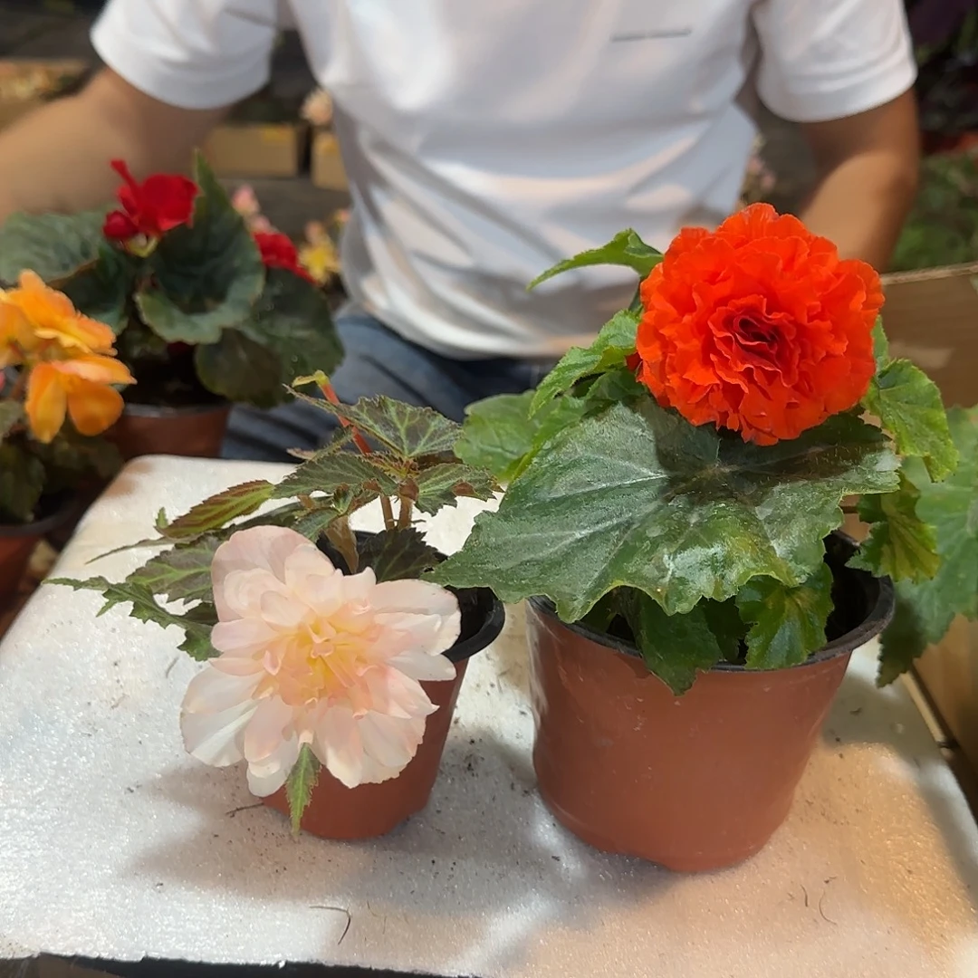 90杯浆果➕绿叶橙，掉花正常介意勿拍