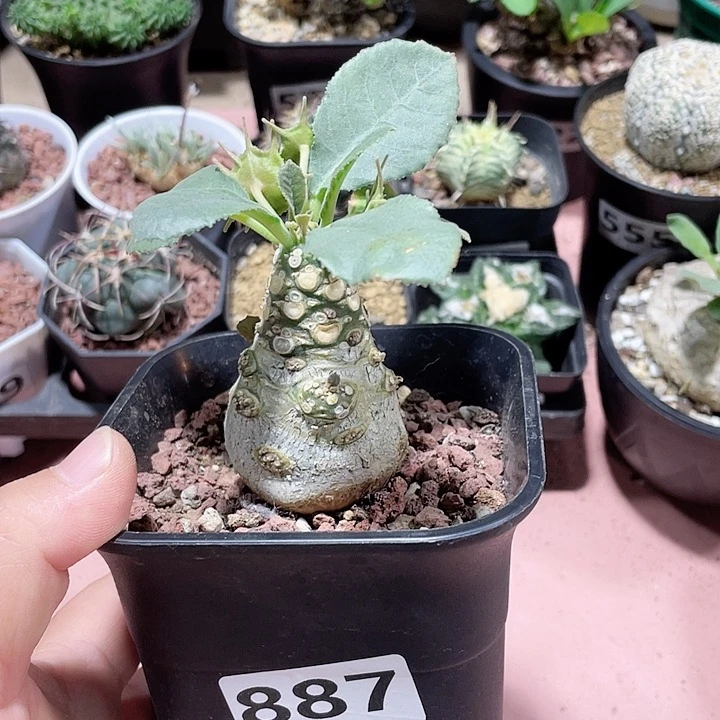 887索马里白皮琉桑块根