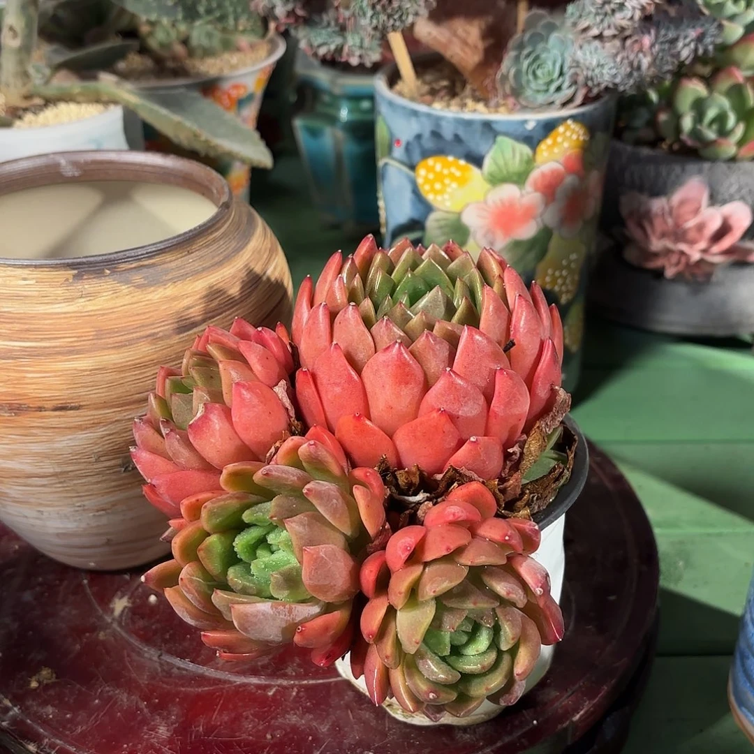 多肉植物啦啦啦啦啦