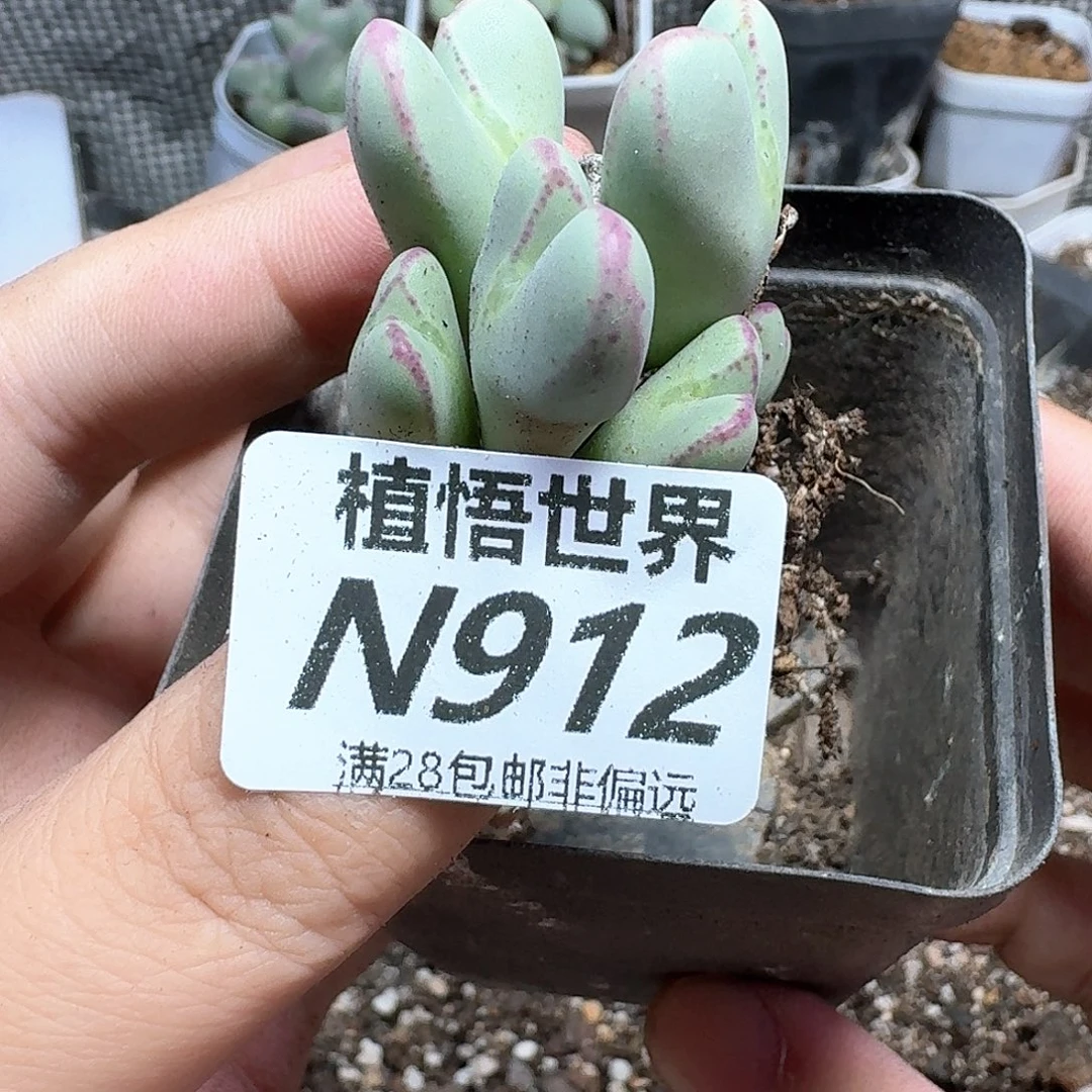 多肉植物润泽发hj