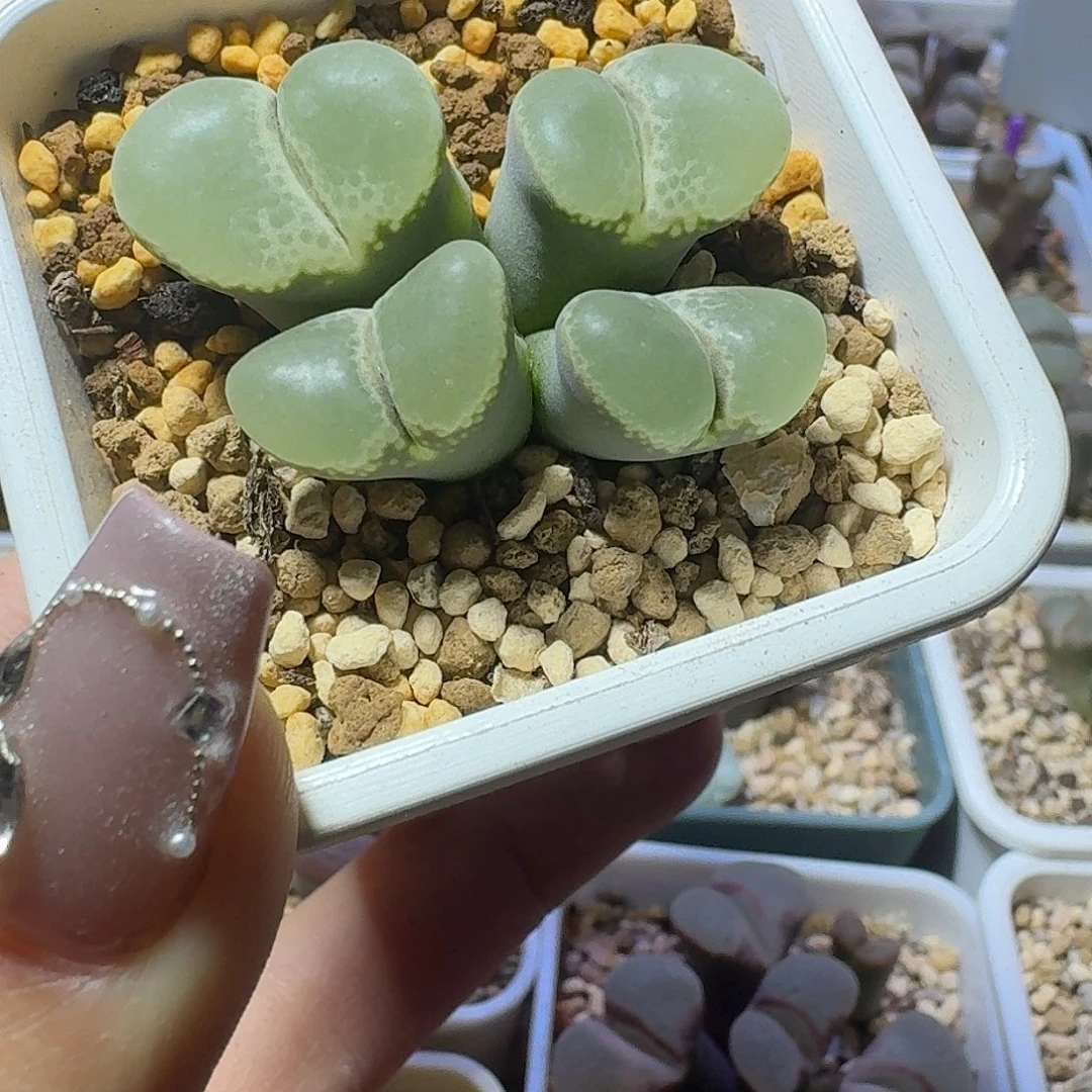 35号四头风铃一物一拍