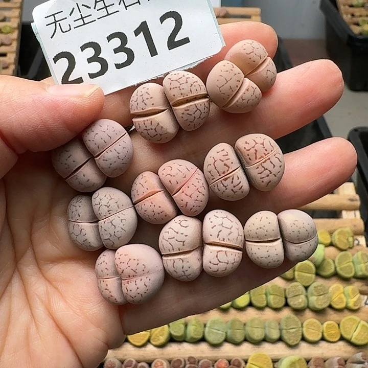 23312清框特价大白