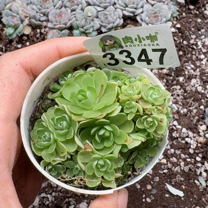 多肉植物多去植物