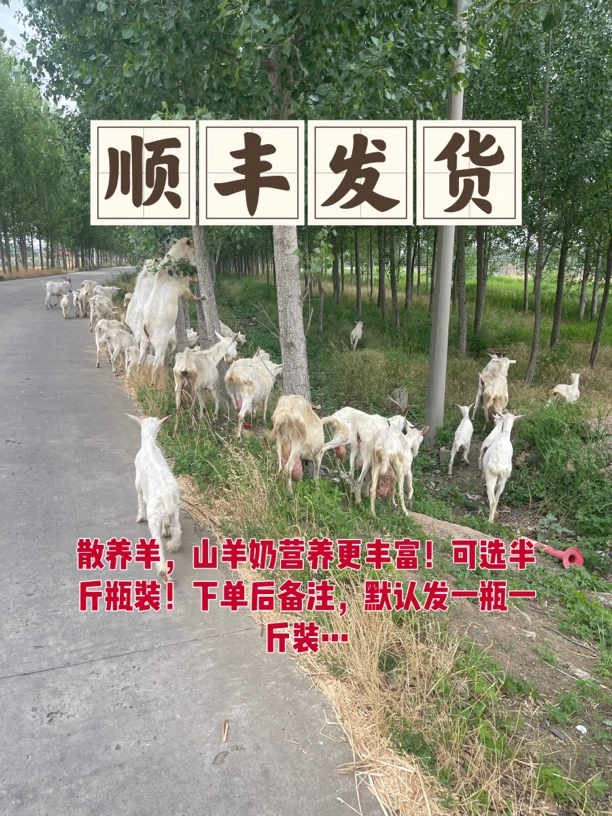 新鲜羊奶散养奶山羊让羊奶营养更丰富巴氏灭菌鲜羊奶零添加纯羊奶