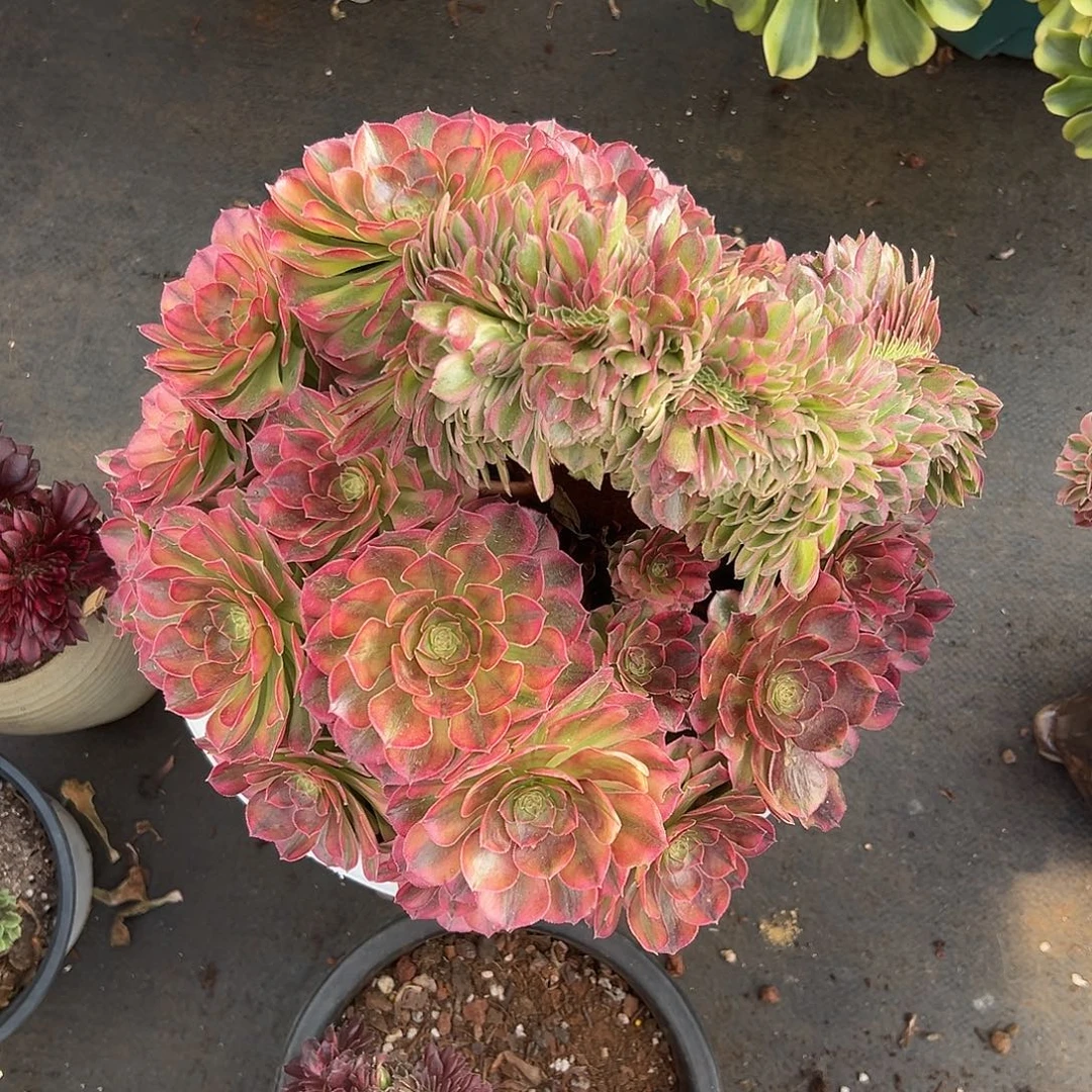 轮回缀化老桩众星捧月