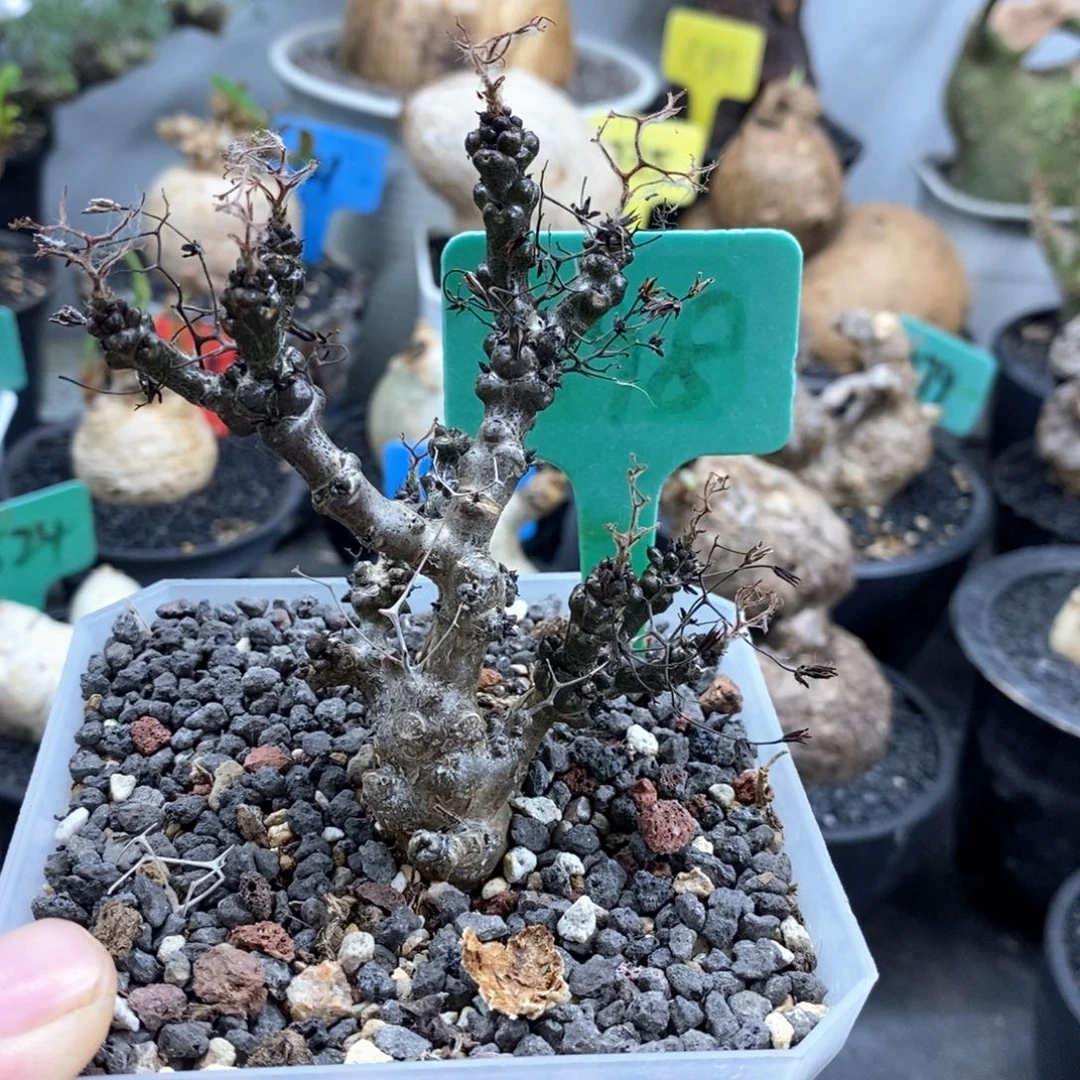 黑曼巴多肉植物一个