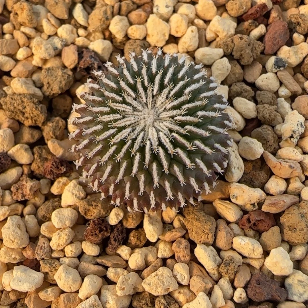 035实生刺缀精巧殿多肉1.7