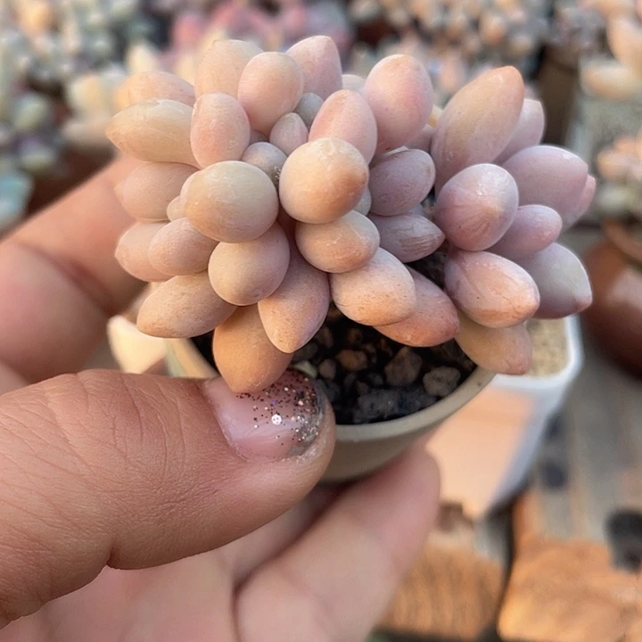 奶酪杂交 缀化 带盆发货 5口盆