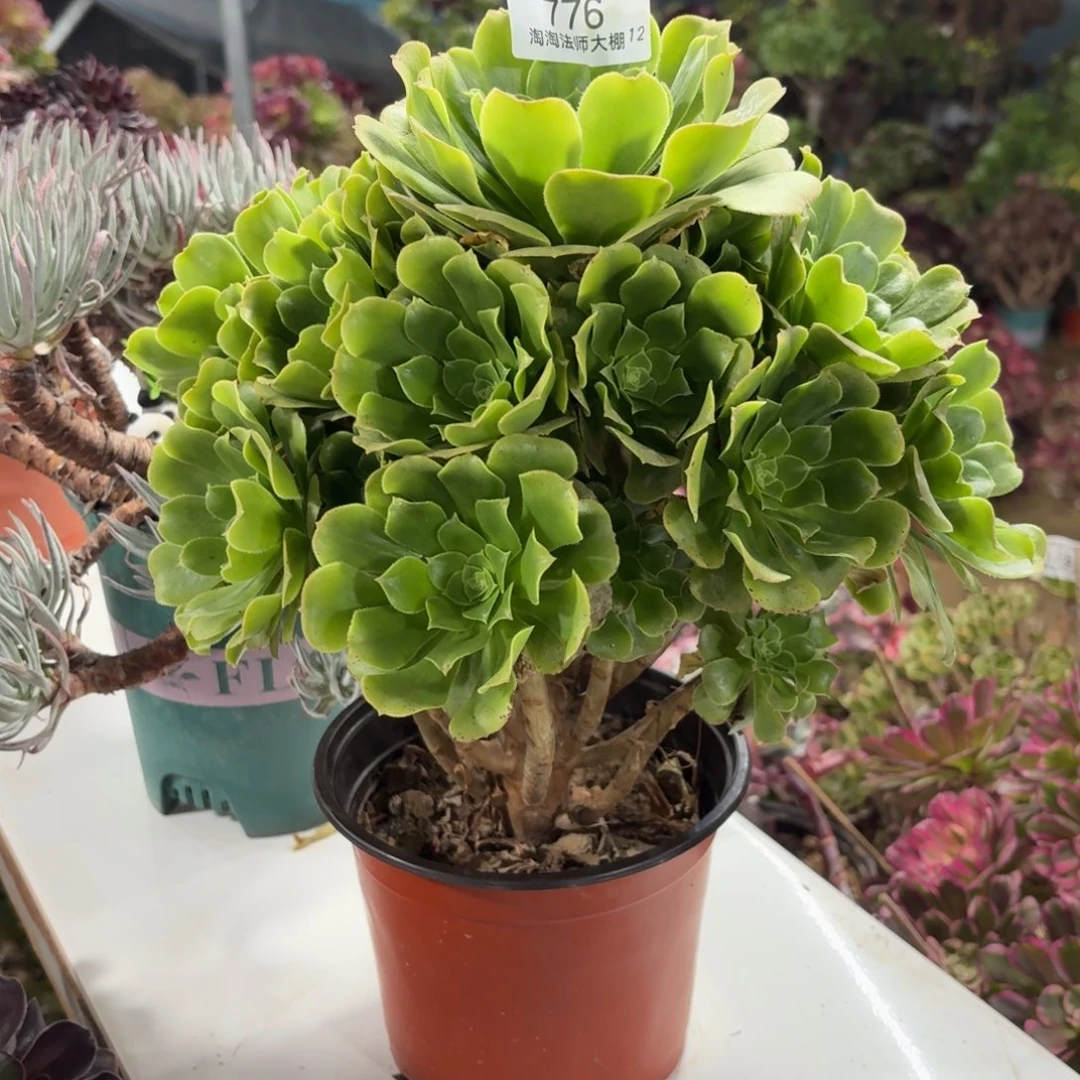 776绿羊绒多肉植物法师