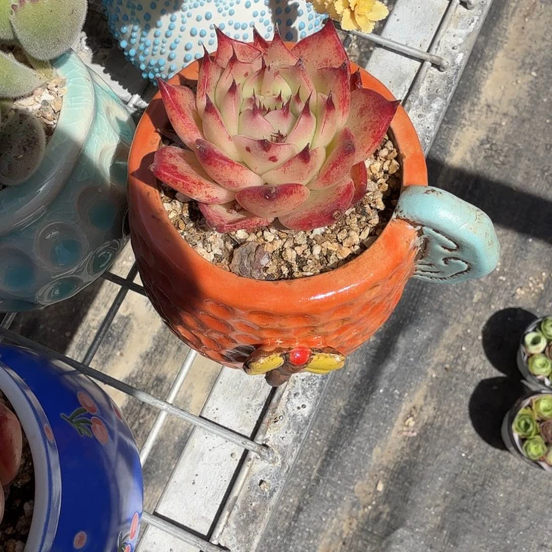 托斯卡内力带盆多肉植物