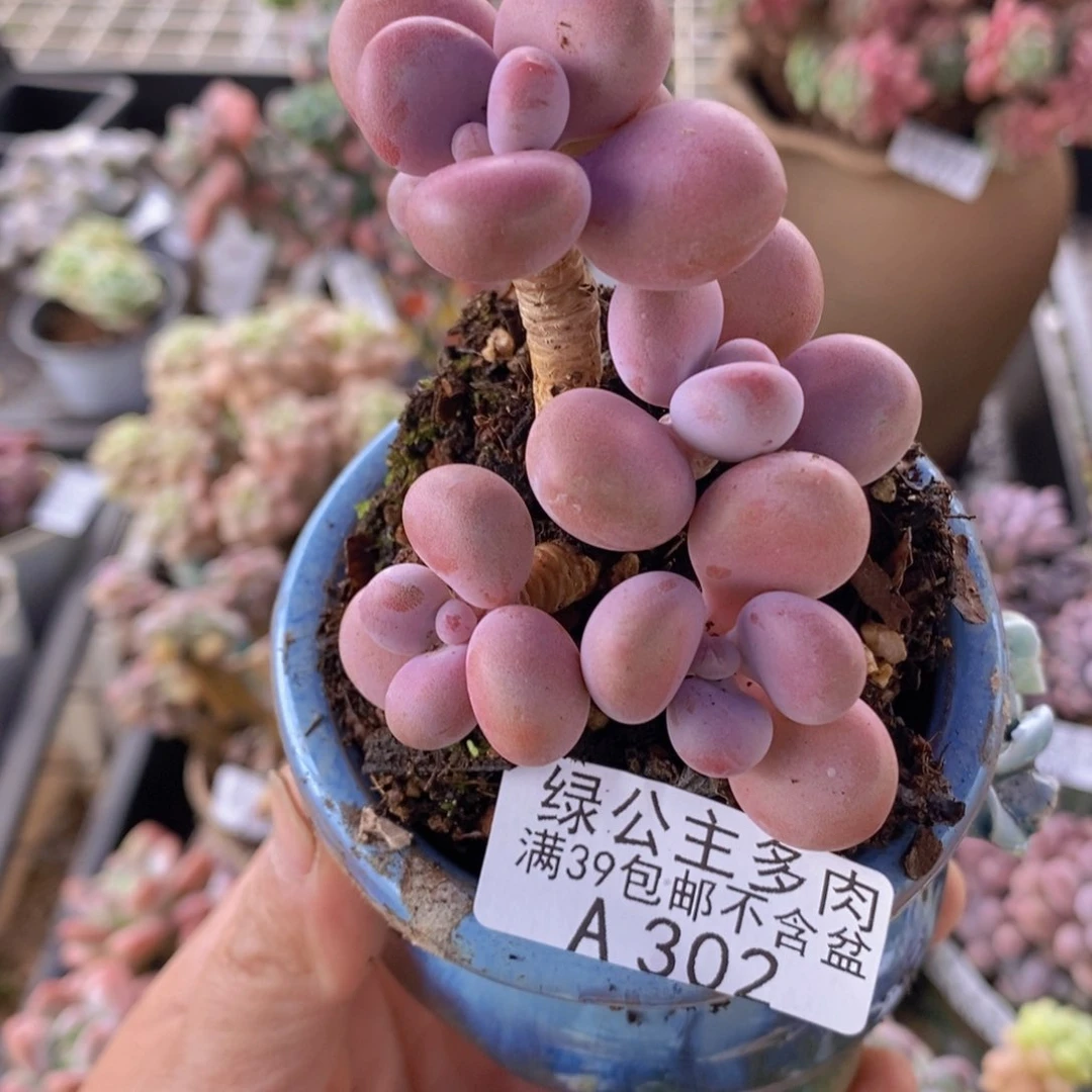 腰子桃蛋5cm302多肉植物