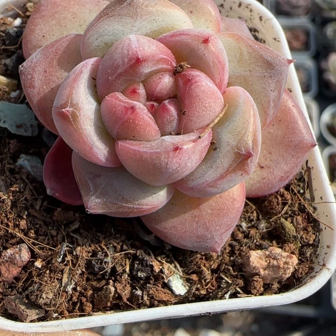 小卡拉米糖心一物一拍