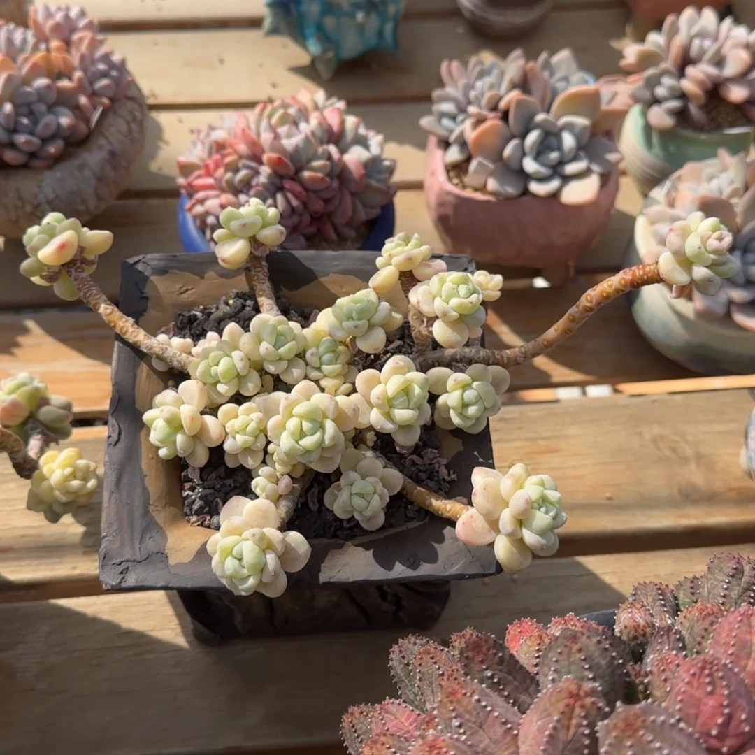 叶植庭多肉：劳尔锦