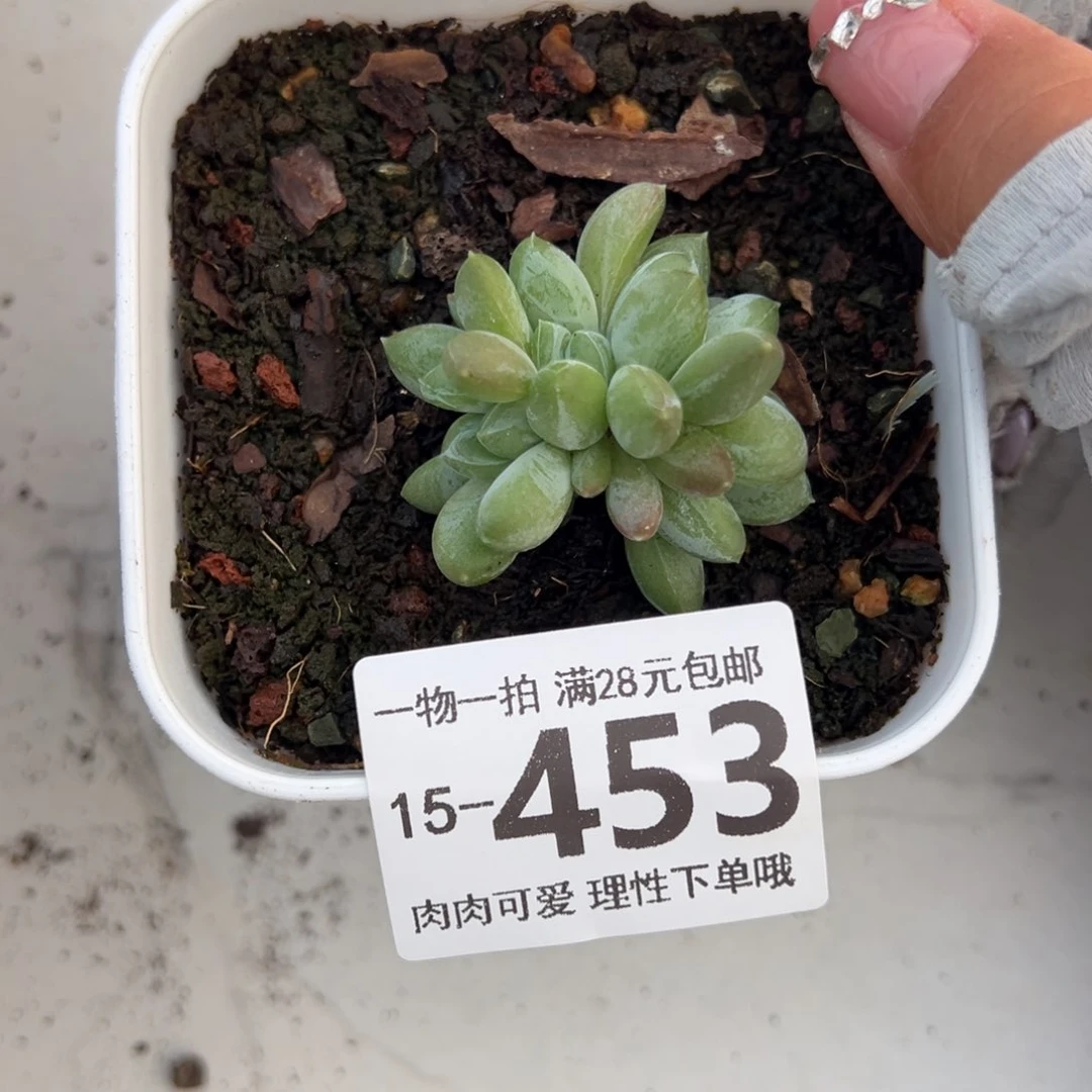 森林之心缀多肉多肉多肉多肉