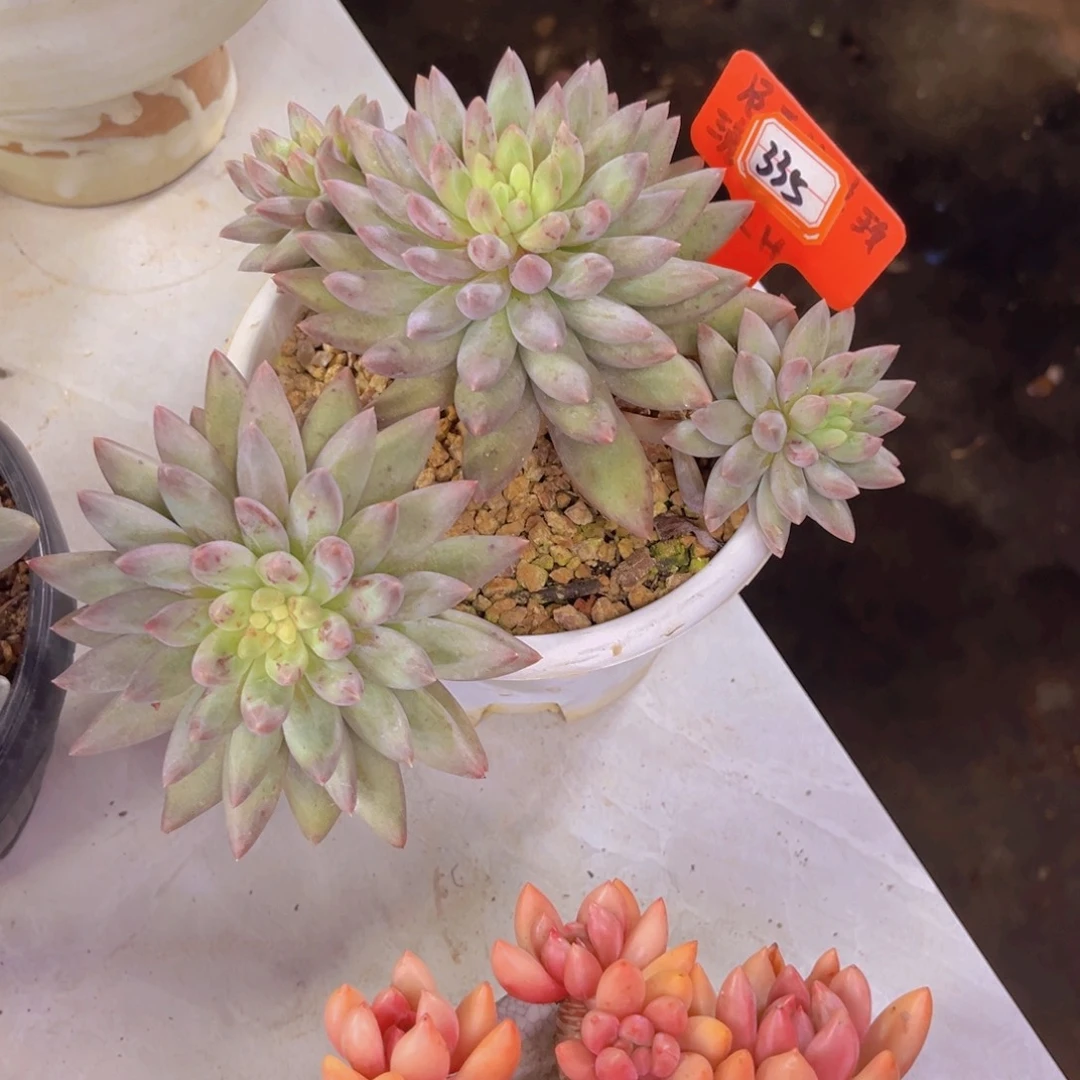 文*红蜻蜓335多肉植物