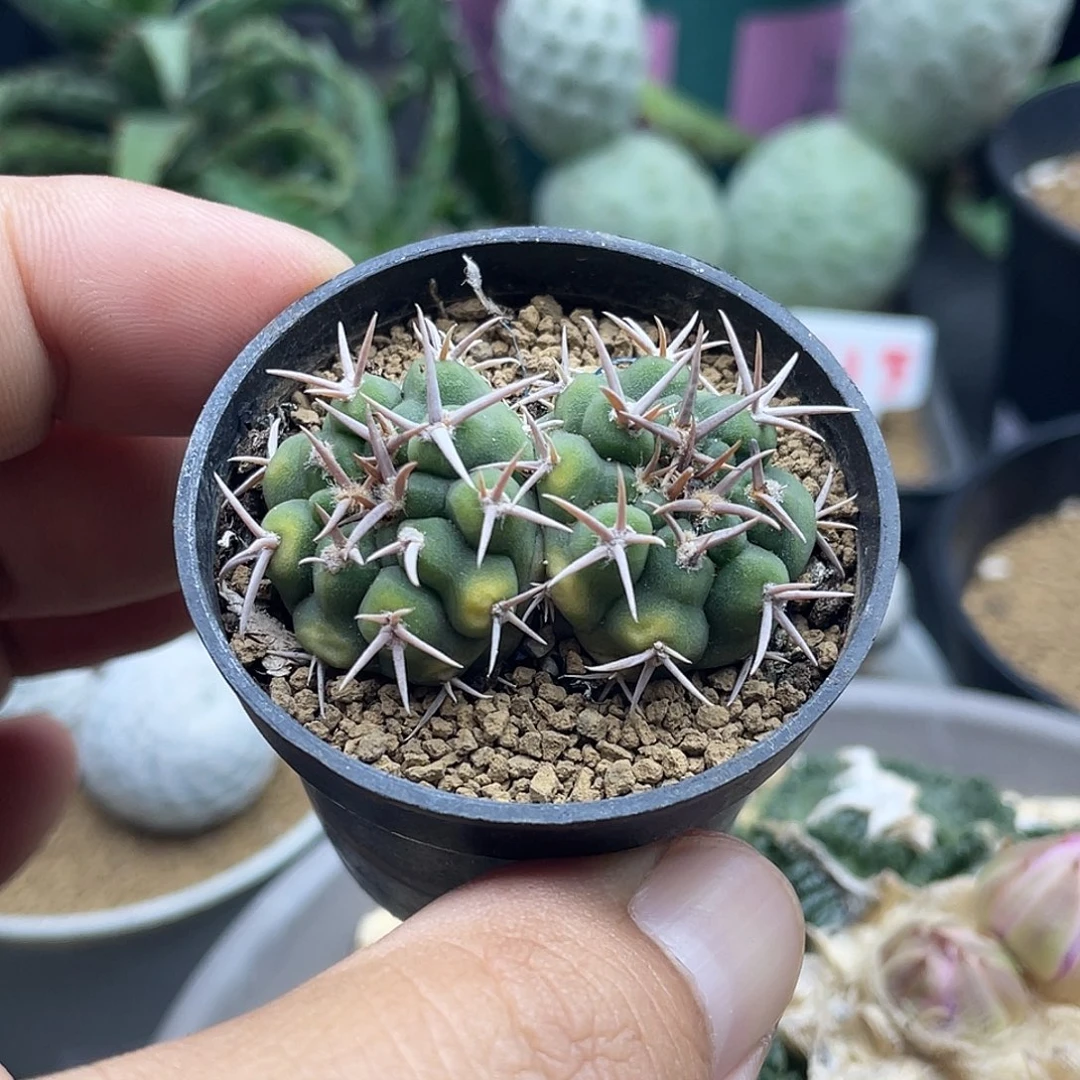 实生双头碧岩玉仙人球 特价福利