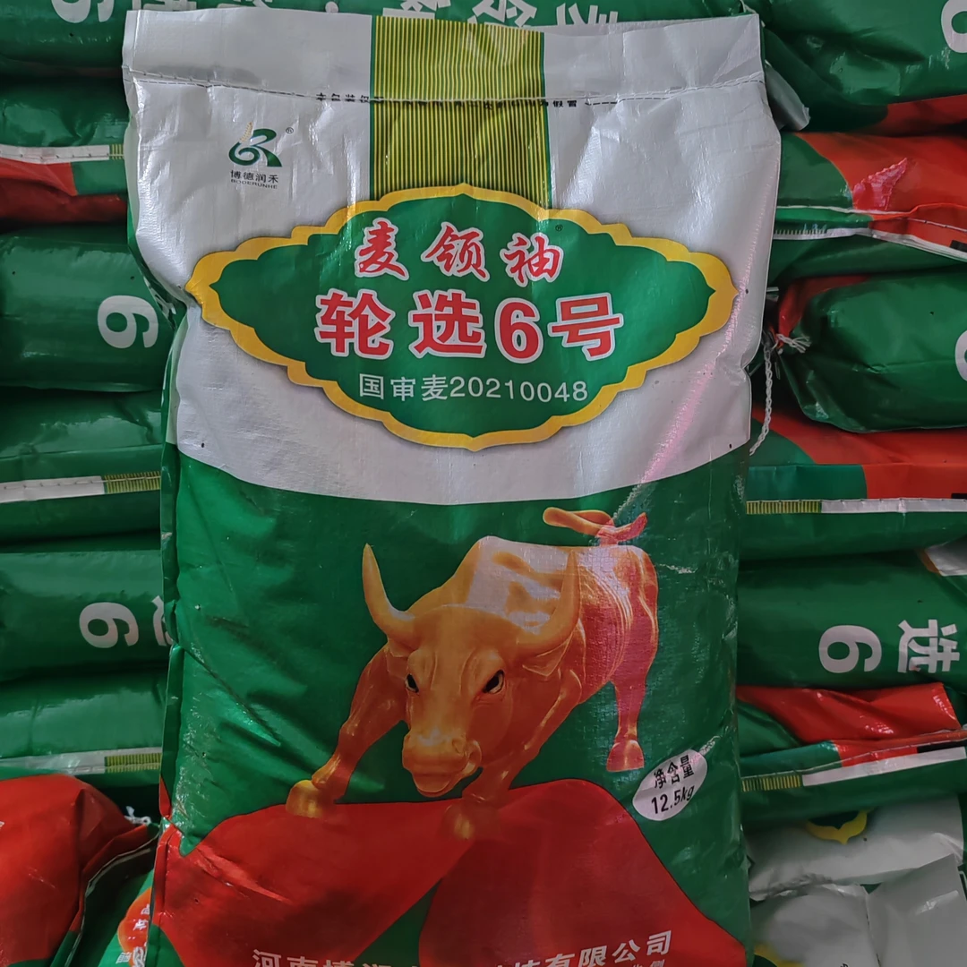 高产小麦种子麦领袖轮选6