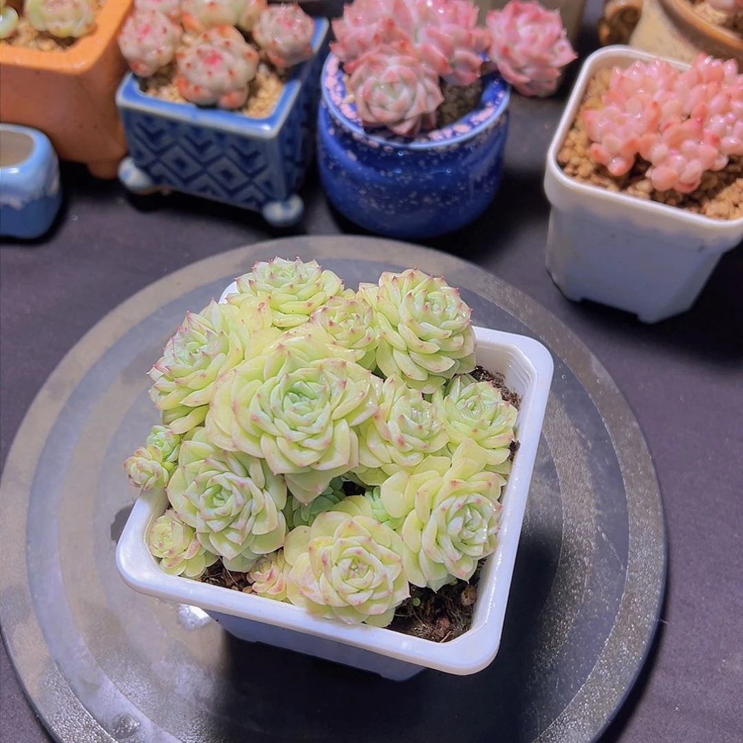 玉*白天鹅杂，多肉植物